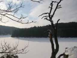 medovina09